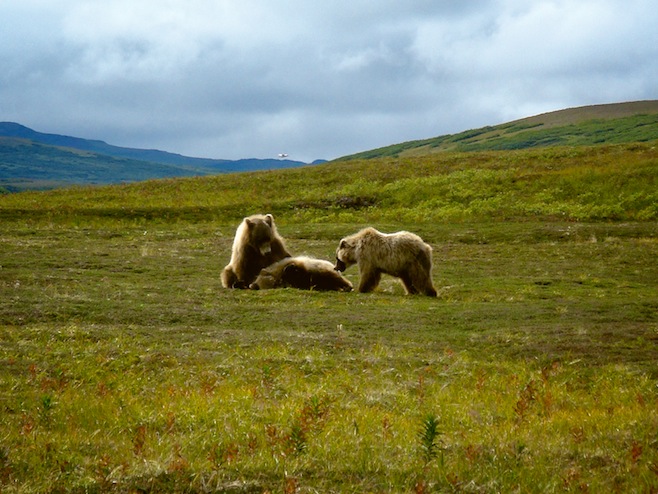 Katmai Bears